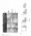 Fig. 13 - FUNCTION AND REGULATION OF ADAMTS-1