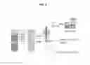 Fig. 05 - Magnetic beads having surface glycoconjugates and use thereof