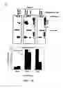 Fig. 17 - Structurally designed shRNAs