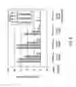 Fig. 11 - RNAI EXPRESSION CONSTRUCTS