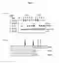Fig. 07 - Methods and compositions for the specific inhibition of androgen receptor by double-stranded RNA