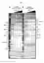 Fig. 05 - OXYGEN-RESPONSIVE BACTERIAL GENE SWITCH