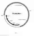 Fig. 04 - PROMOTERS FOR EXPRESSING A GENE IN A CELL