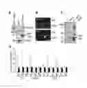 Fig. 04 - Method for controlling flowering time by regulating of SVP-FLM-β protein complex formation