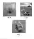 Fig. 02 - METHODS AND COMPOSITIONS FOR PRODUCTION OF RECOMBINANT PHARMACEUTICAL PROTEINS IN MEDICINAL PLANTS
