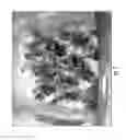 Fig. 04 - METHODS AND COMPOSITIONS FOR PRODUCTION OF RECOMBINANT PHARMACEUTICAL PROTEINS IN MEDICINAL PLANTS