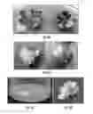 Fig. 07 - METHODS AND COMPOSITIONS FOR PRODUCTION OF RECOMBINANT PHARMACEUTICAL PROTEINS IN MEDICINAL PLANTS
