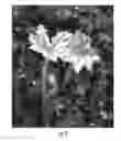 Fig. 09 - METHODS AND COMPOSITIONS FOR PRODUCTION OF RECOMBINANT PHARMACEUTICAL PROTEINS IN MEDICINAL PLANTS