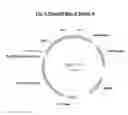 Fig. 09 - Mammalian expression vector pUHAB