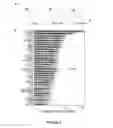 Fig. 04 - METHODS FOR BLADDER CANCER THERAPY USING BACULOVIRAL VECTORS