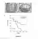 Fig. 05 - METHODS FOR BLADDER CANCER THERAPY USING BACULOVIRAL VECTORS
