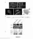 Fig. 06 - METHODS FOR BLADDER CANCER THERAPY USING BACULOVIRAL VECTORS