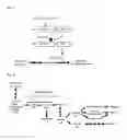 Fig. 02 - Useful microorganism and method for producing substance of interest