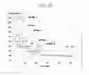 Fig. 12 - DNA encoding dipeptide-synthesizing enzyme (variants), bacterium belonging to the genus , and methods for producing dipeptides using thereof