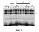 Fig. 08 - METHODS AND ASSAYS RELATING TO HUNTINGTONS DISEASE AND PARKINSON'S DISEASE