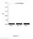 Fig. 25 - Boron and lithium isotopic method for tracing hydrocarbons and their by-products