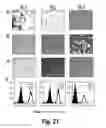 Fig. 27 - METHOD OF BIOMARKER VALIDATION AND TARGET DISCOVER