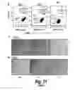 Fig. 28 - METHOD OF BIOMARKER VALIDATION AND TARGET DISCOVER