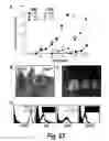 Fig. 30 - METHOD OF BIOMARKER VALIDATION AND TARGET DISCOVER