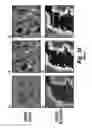 Fig. 34 - METHOD OF BIOMARKER VALIDATION AND TARGET DISCOVER