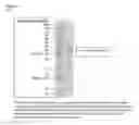 Fig. 05 - A25 bacteriophage lysin