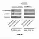Fig. 25 - Soluble MANF in pancreatic β-cell disorders