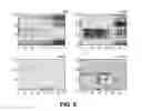 Fig. 09 - Polarized millimeter wave imaging system and method