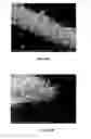 Fig. 12 - Polyoxometalate and heteropolyoxometalate compositions and methods for their use
