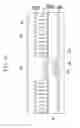 Fig. 37 - Liquid crystal display and manufacturing method thereof