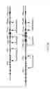 Fig. 08 - ADAM6 mice