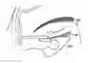 Fig. 01 - False eyelash apparatus and methods