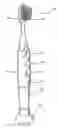 Fig. 01 - Illuminated multi-light flashing toothbrush and method of use