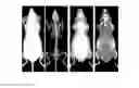 Fig. 01 - Method and system for automated detection of tissue interior to a mammalian ribcage from an in vivo image