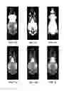 Fig. 03 - Method and system for automated detection of tissue interior to a mammalian ribcage from an in vivo image