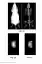 Fig. 09 - Method and system for automated detection of tissue interior to a mammalian ribcage from an in vivo image