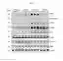 Fig. 49 - METHOD FOR TREATING TAU PROTEIN-MEDIATED DEGENERATIVE NEURONAL DISEASE