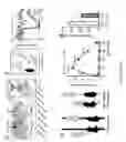 Fig. 02 - Method of treating and preventing brain impairment using Na-K-2Cl-cotransporter isoform 1 inhibitors
