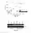 Fig. 09 - Methods relating to DNA-sensing pathway related conditions