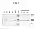 Fig. 02 - Neurturin molecules