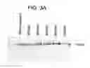 Fig. 08 - Neurturin molecules
