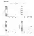 Fig. 06 - Methods and compositions for enhancing vaccine immune responses