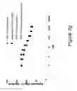 Fig. 09 - COMBINATION THERAPIES COMPRISING ANTI-ERBB3 AGENTS