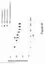 Fig. 22 - COMBINATION THERAPIES COMPRISING ANTI-ERBB3 AGENTS