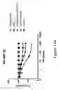 Fig. 41 - COMBINATION THERAPIES COMPRISING ANTI-ERBB3 AGENTS