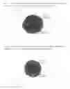 Fig. 02 - CELL CONSTRUCT FOR CELL TRANSPLANTATION AND CELL AGGREGATE FOR CELL TRANSPLANTATION