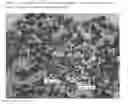 Fig. 09 - CELL CONSTRUCT FOR CELL TRANSPLANTATION AND CELL AGGREGATE FOR CELL TRANSPLANTATION