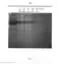 Fig. 08 - Method for isolating and purifying recombinant human serum albumin from transgenic rice grain