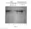 Fig. 10 - Method for isolating and purifying recombinant human serum albumin from transgenic rice grain
