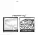 Fig. 08 - Flagellin related polypeptides and uses thereof