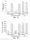 Fig. 02 - IMMUNE SYSTEM MEDIATOR
